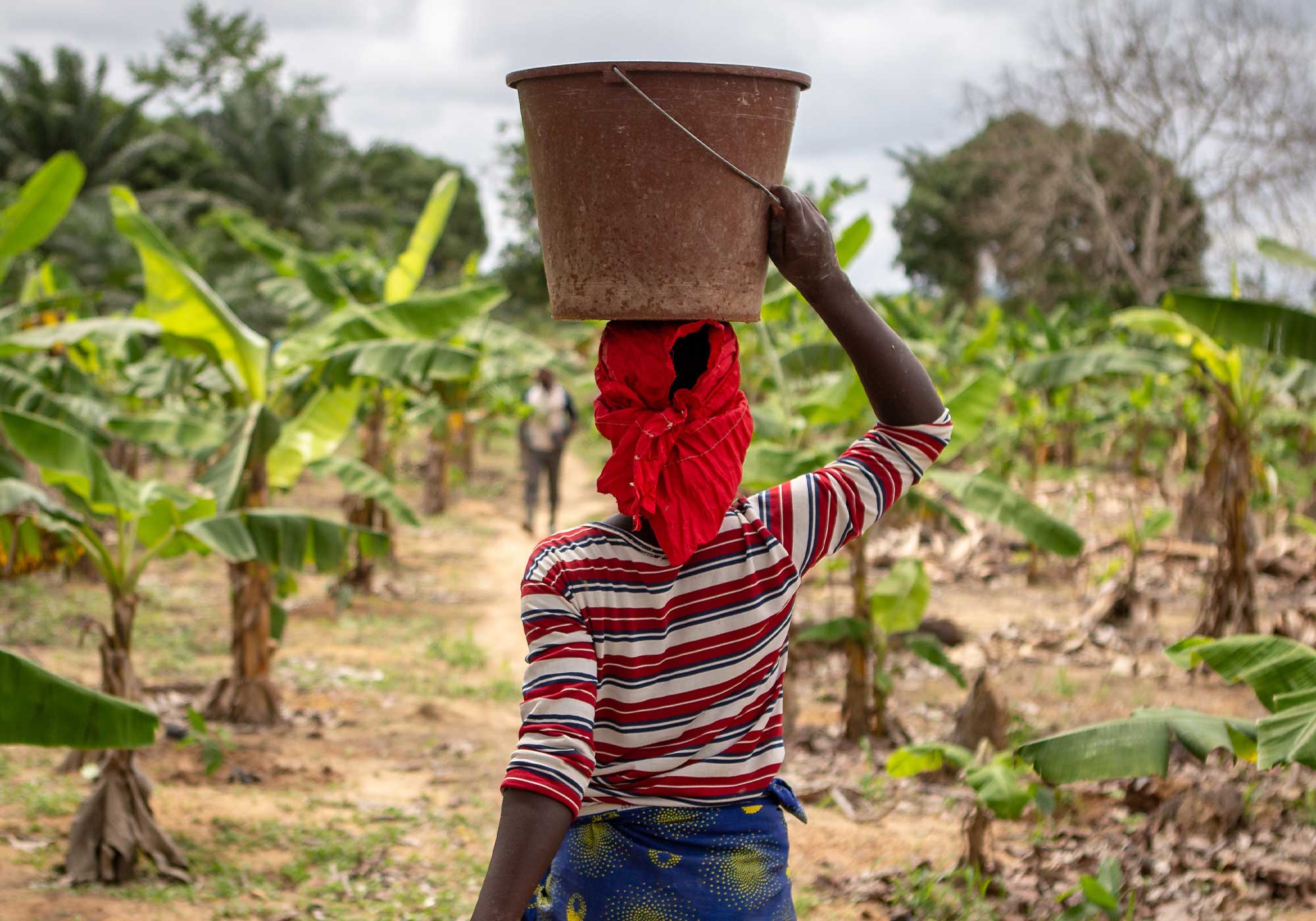 cocoa farmer walking in a field holding a bucket above her head.