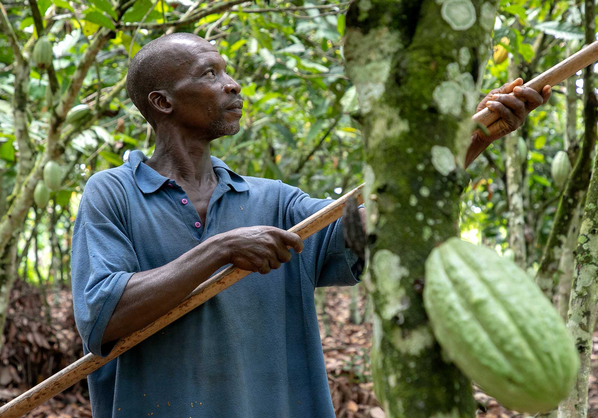 cocoa farmer using tool to pick cocoa fruit from a tree.