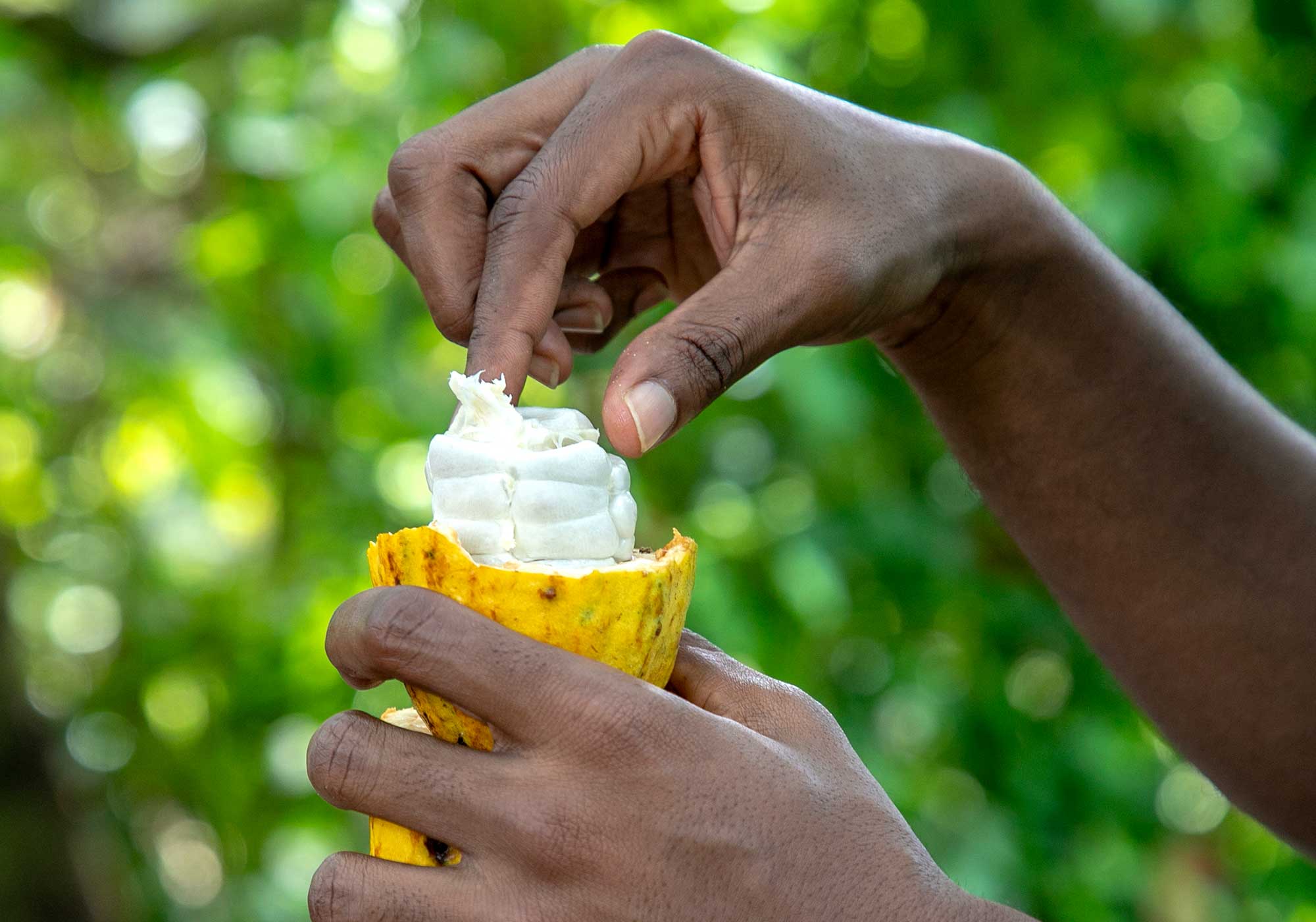 pair of hands touching an open cocoa fruit.