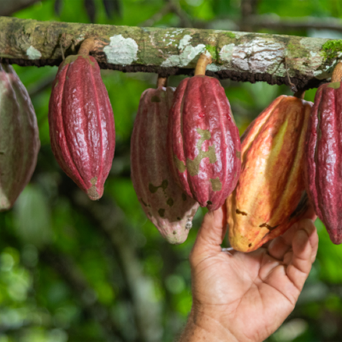 Cocoa fruits hanging from a tree with a hand holding one of them.